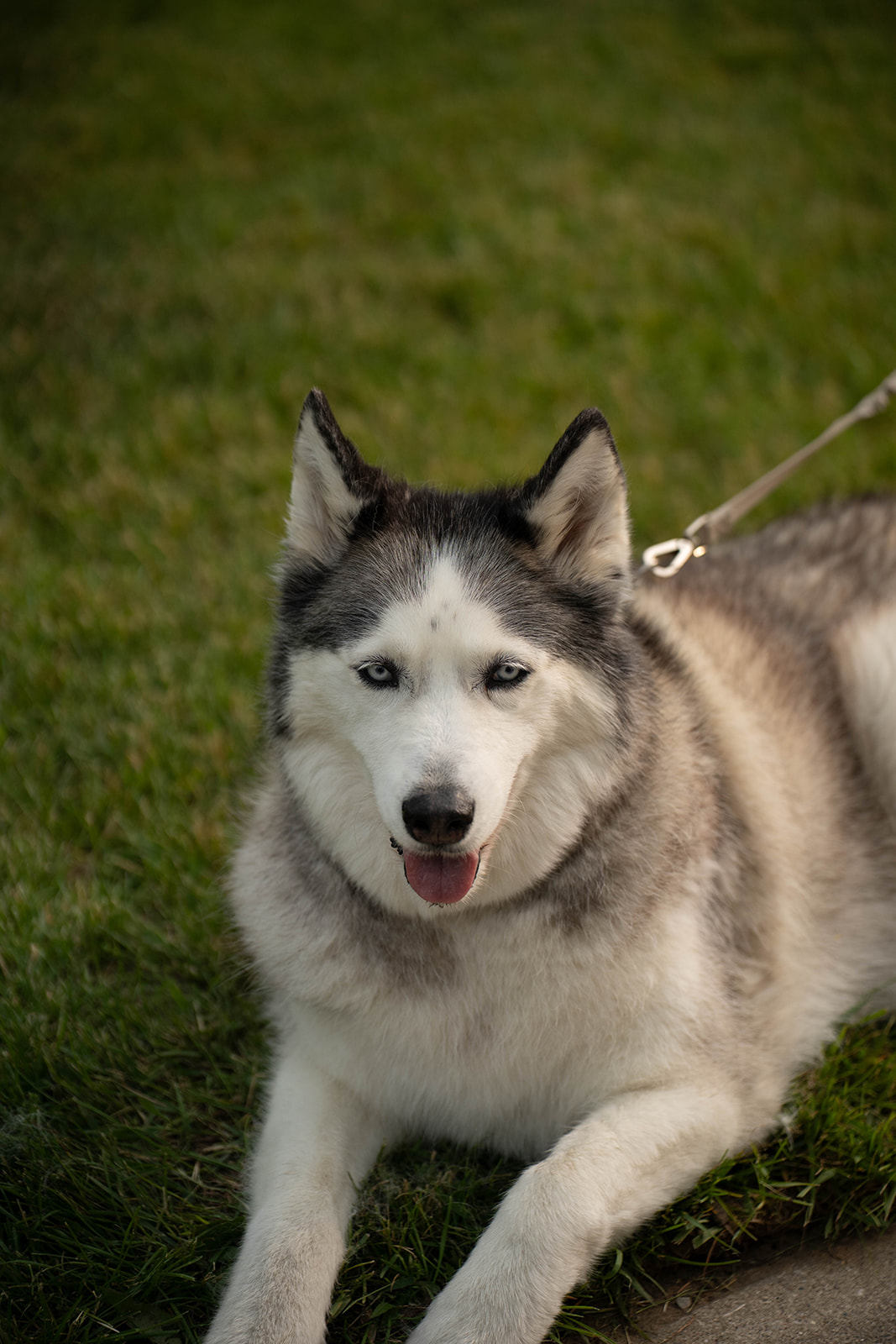 beautiful Siberian husky watches the wedding day festivities 