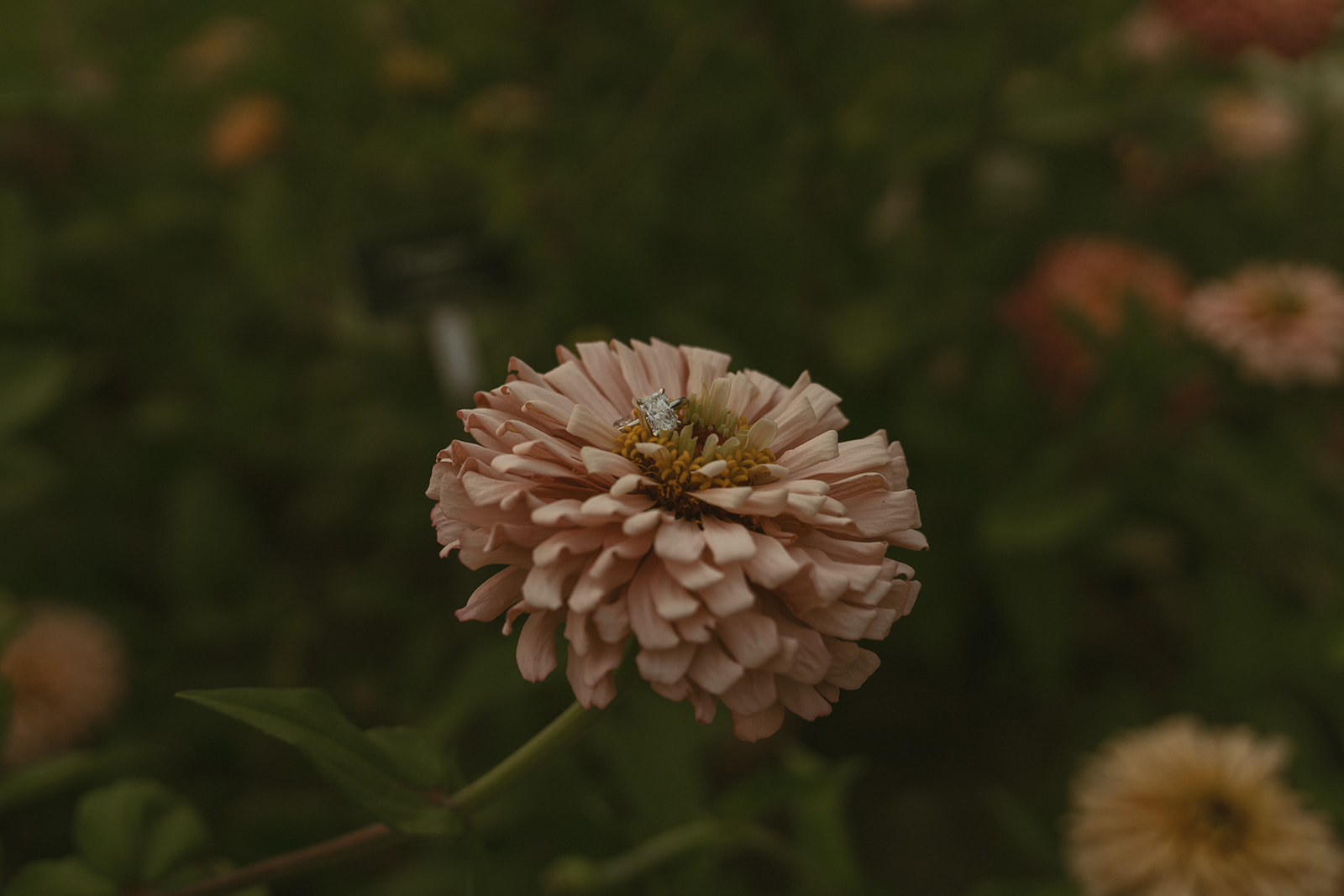 engagement ring sits on the pink flower